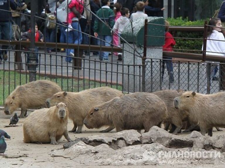 Пасхальные подарки зверям в зоопарке Буэнос-Айреса 