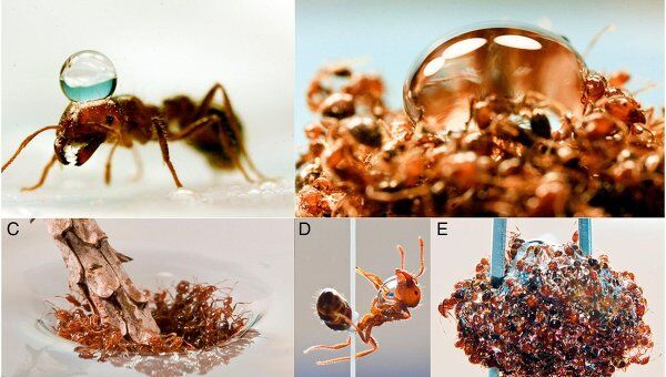 Огненные муравьи Solenopsis invicta и их живые «плоты»
