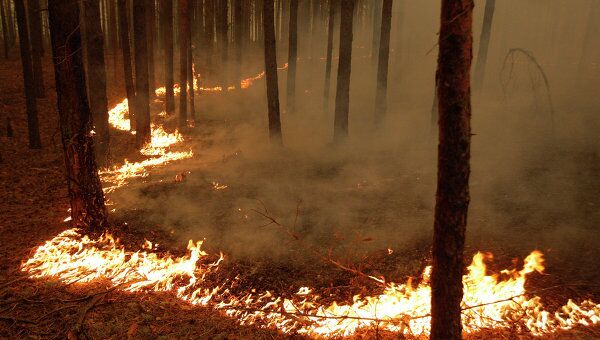 Число лесных пожаров в Сибири увеличилось вдвое - до 65