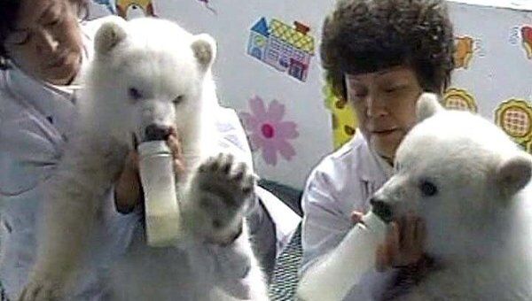 Детеныши белых медведей едят из бутылочки и играют с мягкими игрушками