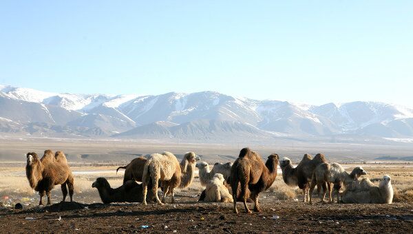 Чабанская стоянка с верблюдами в Кош-Агачском районе Алтая
