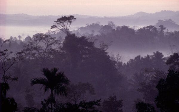 Тропические леса Индонезии