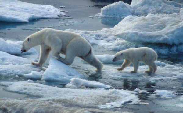 Белые медведи в Большом Арктическом заповеднике 