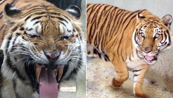 Чета тигров в зоопарке Рио-де-Жанейро Уильям и Кейт