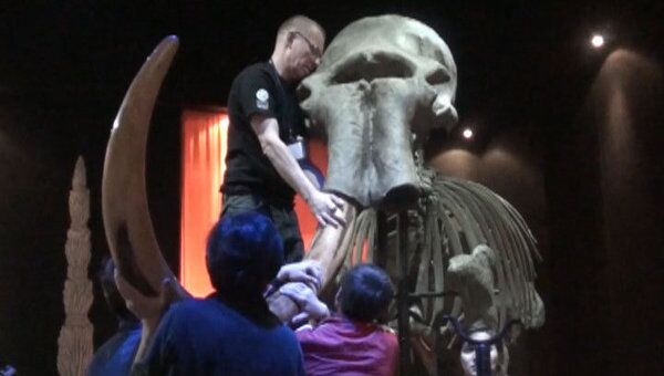 Сотрудники пермского музея собрали скелет мамонта по косточкам