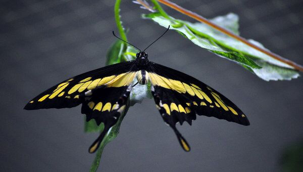 Выставка тропических бабочек в Омске 