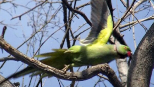 Африканские попугаи свили в парках Баку сотню гнезд – эксперт