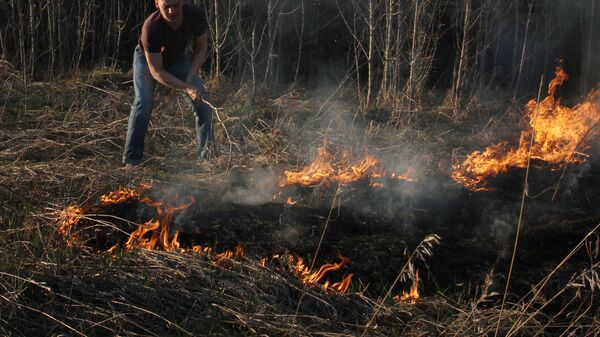 Лесной пожар в Омской области. Архив