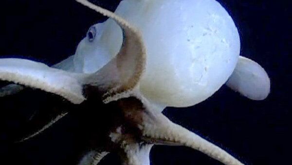 Загадочного крылатого осьминога впервые сняли на видео