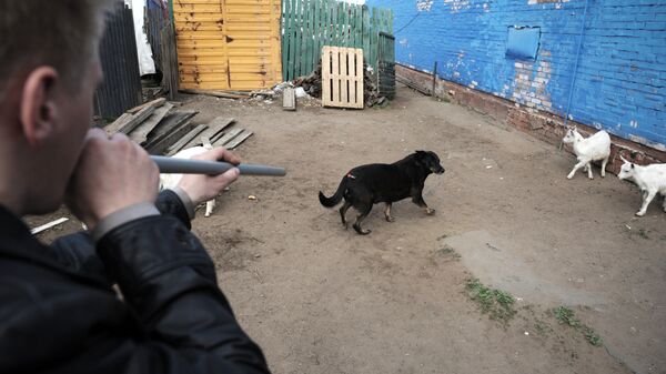 Мероприятия по отлову, вакцинации, стерилизации и возврату на прежнее место бездомных собак в Санкт-Петербурге