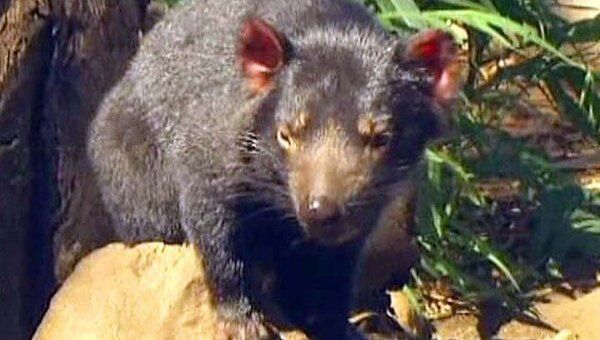 Австралийцы пытаются спасти редких тасманийских дьяволов от рака