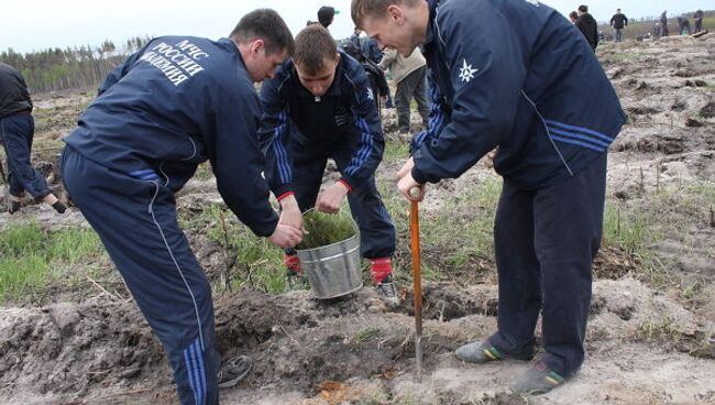 День посадки леса в Подмосковье 