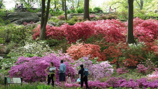 Нью-Йоркский ботанический сад отметил 120-летие пышным цветом