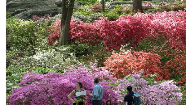 Коллекция азалий поразила посетителей ботанического сада в США