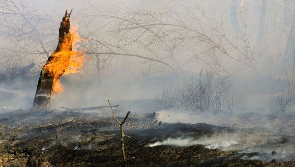 Площадь пожаров в России увеличилась за сутки почти в четыре раза 