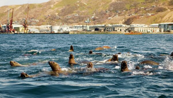 Ушастые тюлени — сивучи в акватории Невельского порта. Архив