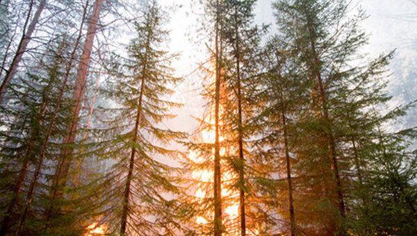 Площадь природных пожаров в РФ за сутки выросла почти в 1,5 раза – МЧС