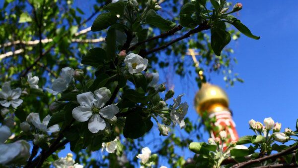Цветения яблонь в Москве