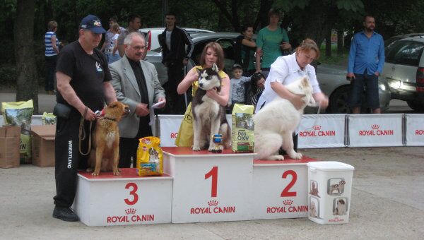 Выставка собак в Краснодаре