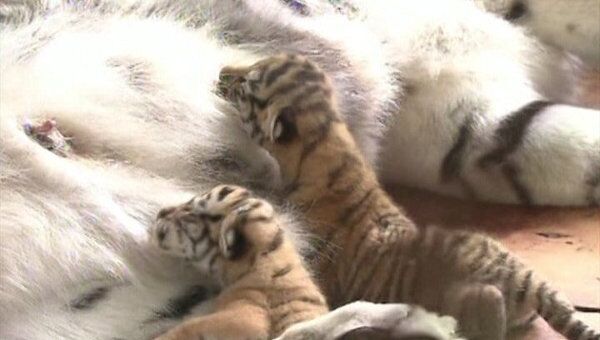 Самка редкого амурского тигра родила в неволе пять здоровых малышей 