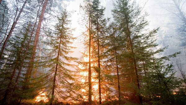 Лесных пожаров на Дальнем Востоке в 2011 году вдвое больше, чем в 2010
