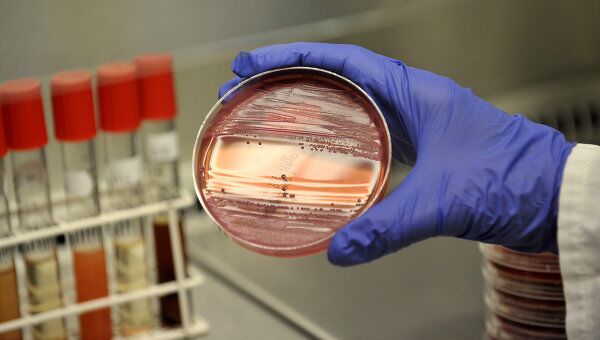 Сотрудник микробиологической лаборатории в Гамбурге демонстрирует материал с бактериями Escherichia coli (EHEC)