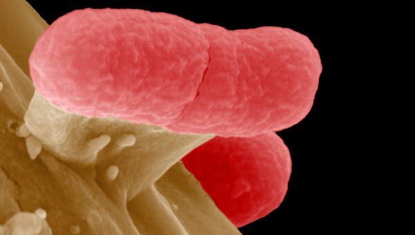 Энтерогеморрагическая бактерия Escherichia coli (EHEC) под микроскопом 