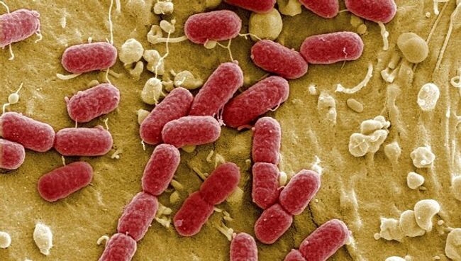 Энтерогеморрагическая бактерия Escherichia coli (EHEC) под микроскопом 