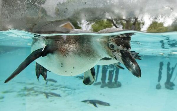 Пингвины в зоопарке Лондона