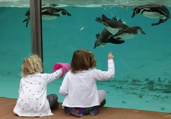 Пингвины в зоопарке Лондона