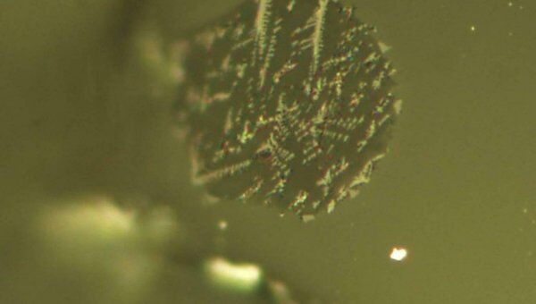 Включения магмы в кристалле оливина, доставленном с Луны «Аполлоном-17»