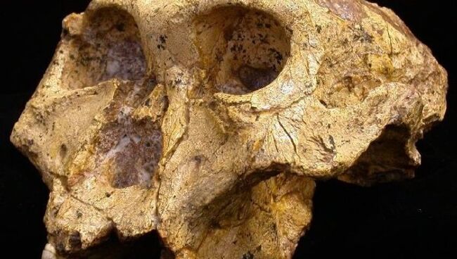 Череп парантропа (Paranthropus robustus)