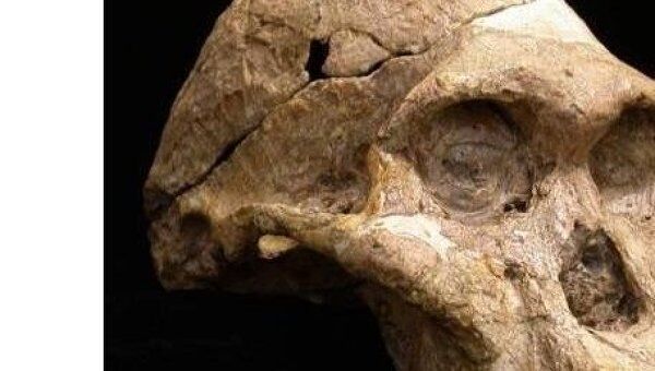 Череп австролопитеке (Australopithecus africanus)