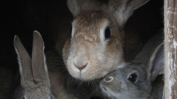 Кролики. Архивное фото