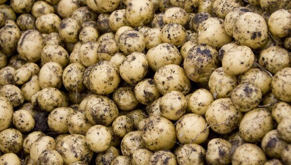 Россия вводит запрет на импорт картофеля