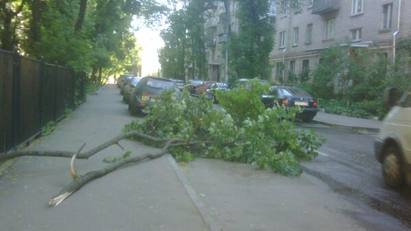 Ветер упали. Упало дерево на женщину в Москве. Ливень в Москве упавшее дерево в СВАО. Екатеринбург Первомайская 35 упало дерево. 15 Сентября 2020 упало дерево на Рахманинова Ростов.