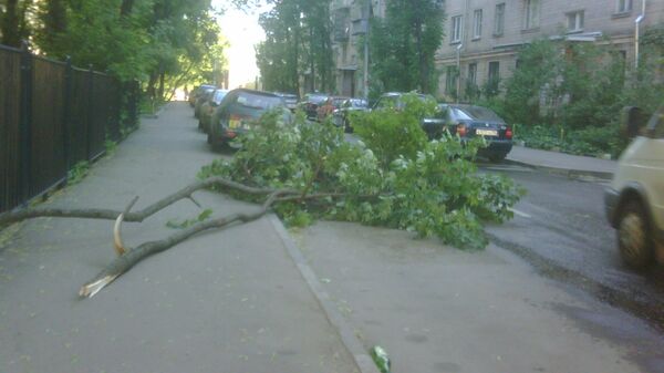 Дерево, упавшее на проезжую часть в Москве. Архивное фото