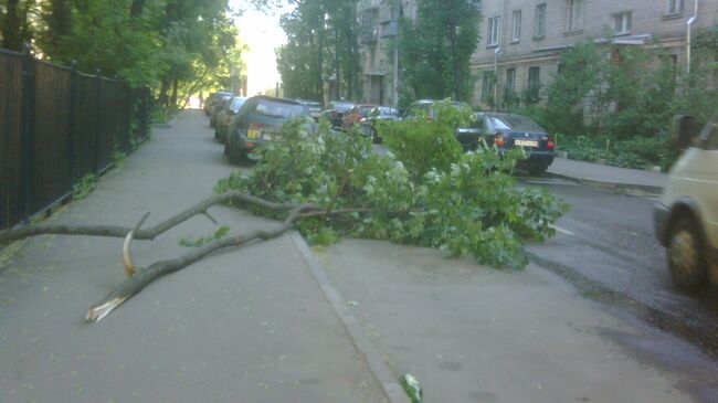 Дерево, упавшее на проезжую часть в Москве. Архивное фото