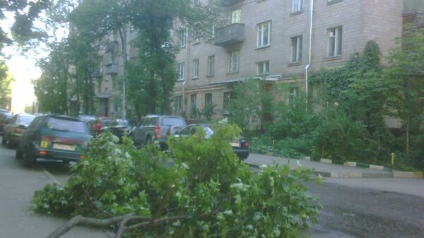 Дерево, упавшее в Москве