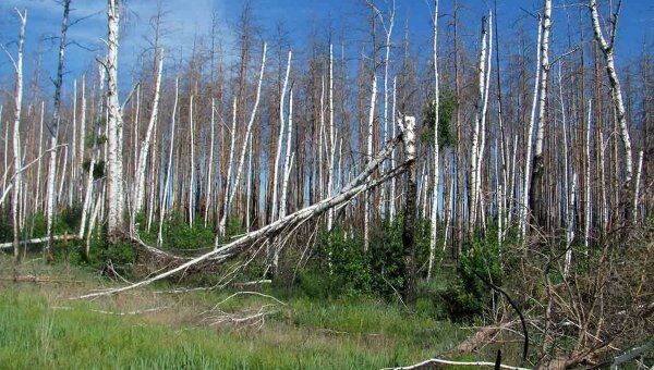 Последствия лесных пожаров в Воронеже
