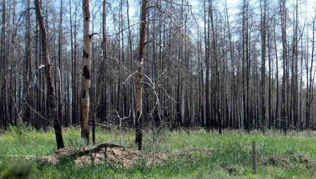 Последствия лесных пожаров в Воронеже