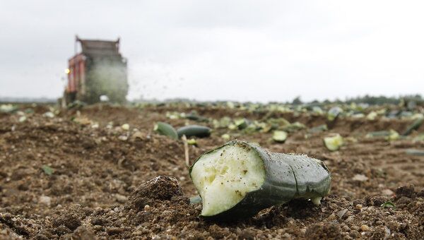 Французские фермены уничтожают урожай огурцов, пригодных для продажи