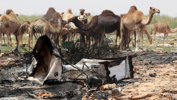 Верблюды на месте военных действий в Триполи