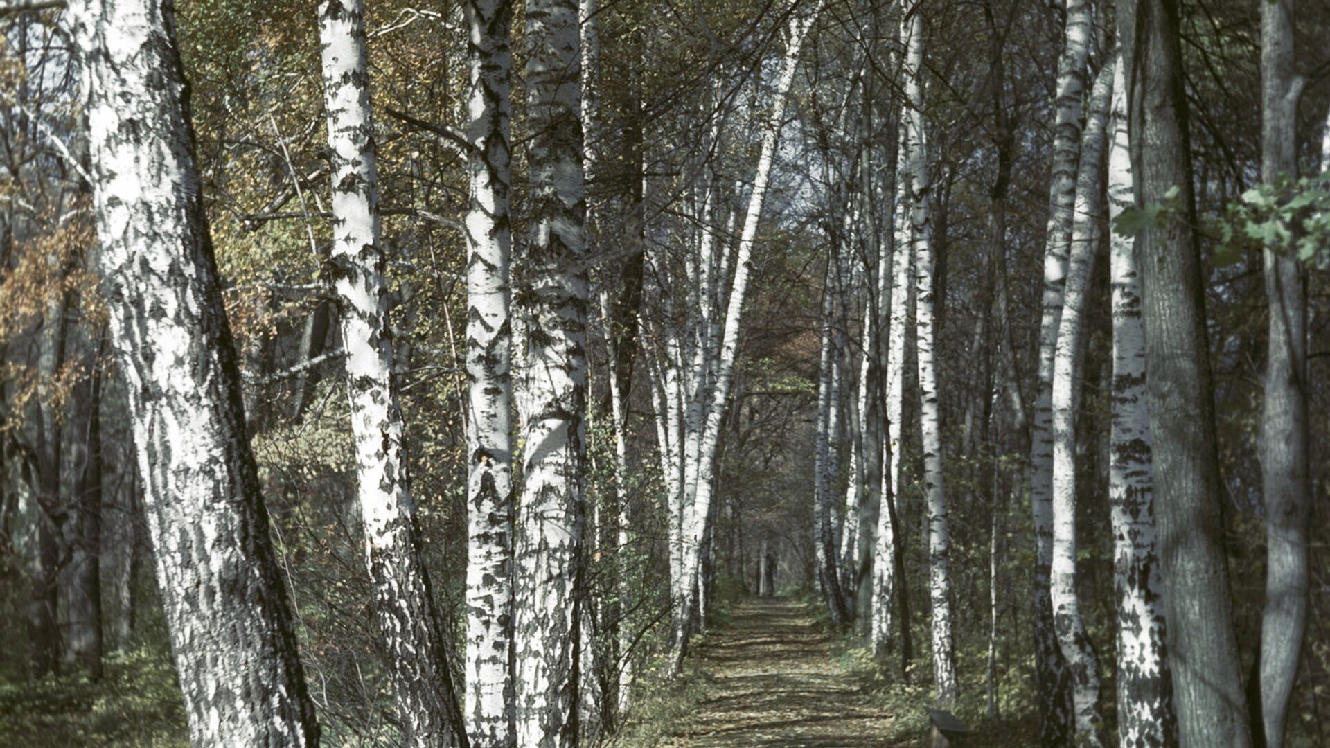 Березовая аллея в Ясной Поляне - РИА Новости, 1920, 22.04.2021