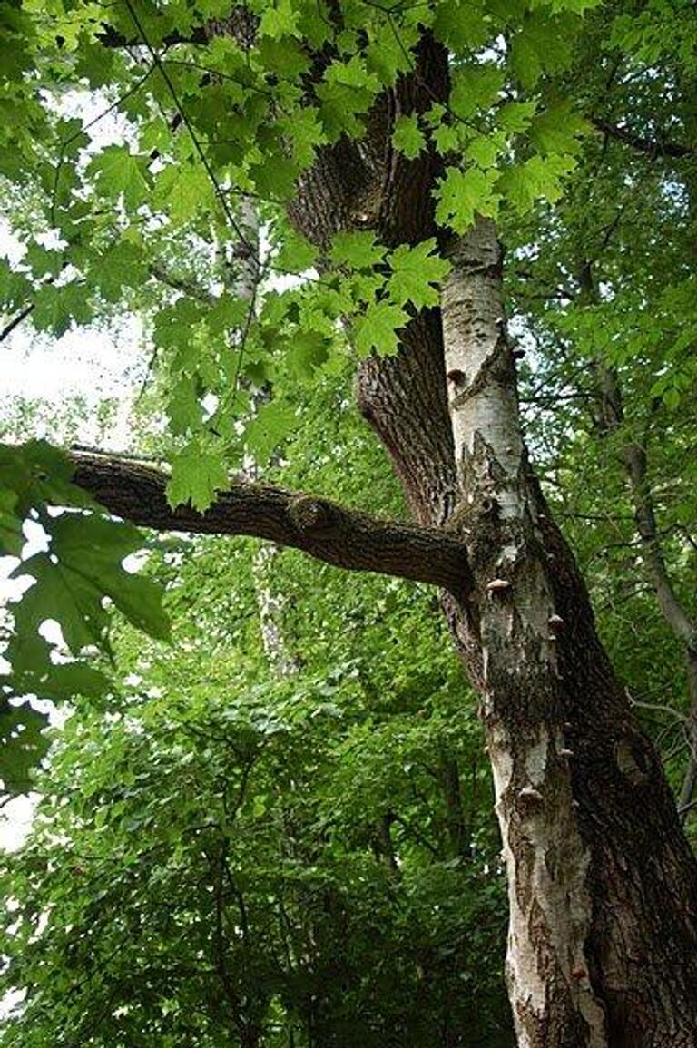 Дерево любви в музее-усадьбе Ясная поляна