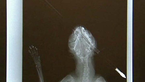 Ветеринары извлекли из головы кота 30-сантиметровую стрелу от арбалета