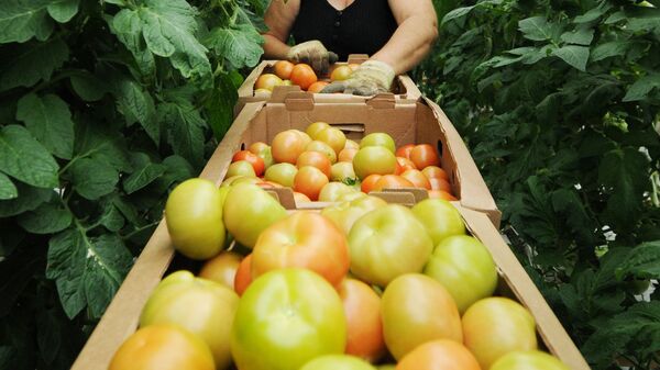 Власти выделят производителям овощей субсидии на агротехнологические работы