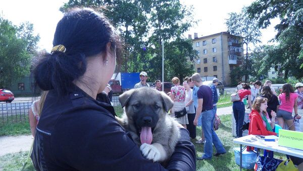 Благотворительная выставка собак в Вологде