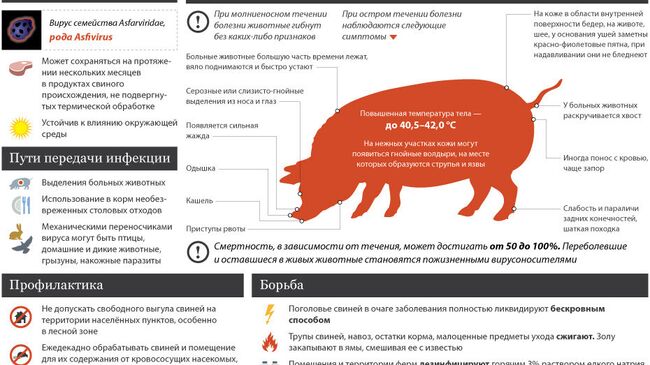 Африканская чума свиней: причины и последствия