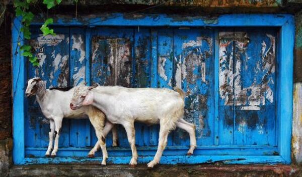 Козы стоять на оконной раме старого здания, чтобы укрыться от дождя в южном индийском городе Кочи